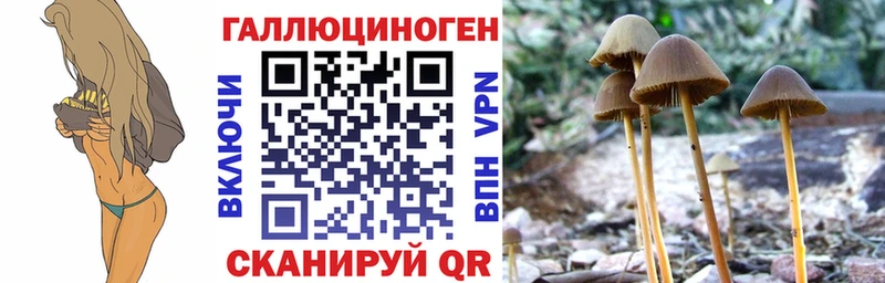 mega ONION Пугачёв Галлюциногенные грибы Psilocybine cubensis
